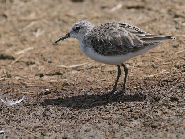 <h3><a href="/trips/tanzania/biota/animalia/chordata/aves/024 charadriiformes/015 scolopacidae/calidris minuta/calidris minuta-nl.html">Calidris&nbsp;minuta</a> / Little&nbsp;stint / Kleine&nbsp;strandloper</h3>OM-1 Mark II met OLYMPUS M.150-400mm F4.5, 1/2000 sec  bij F4.5, ISO 400, afstand 7.55&nbsp;m